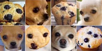 Muffin or Chihuahua in the image