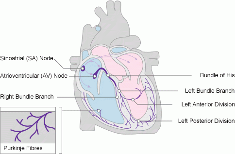 cardiac_conduction_system_e51d95194f300be41633d6be6e57a02d61fbac24.gif