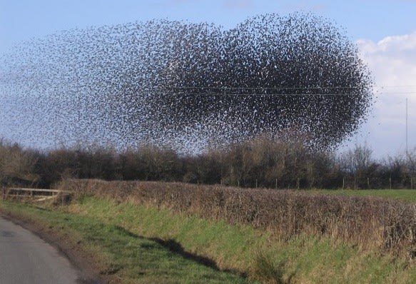 Starling_swarm_d7d02a2287884a02d797f83fb77777bdad037429.jpg