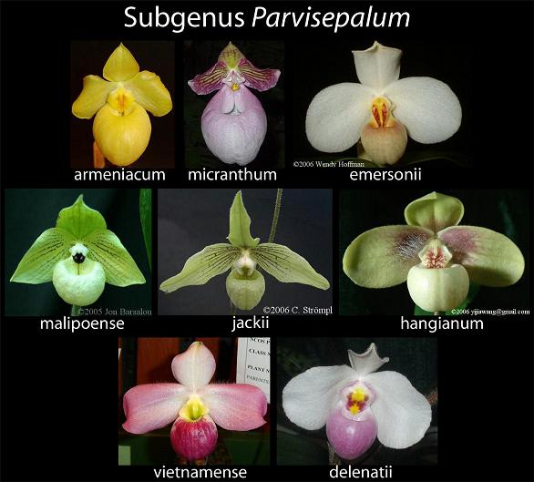 Parvisepalum Subgenus from Paphiopedilum limestone growing lithophytic orchids