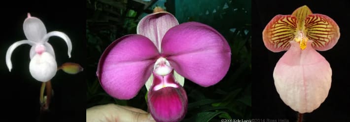 Orchids from Mexico, Peru and China