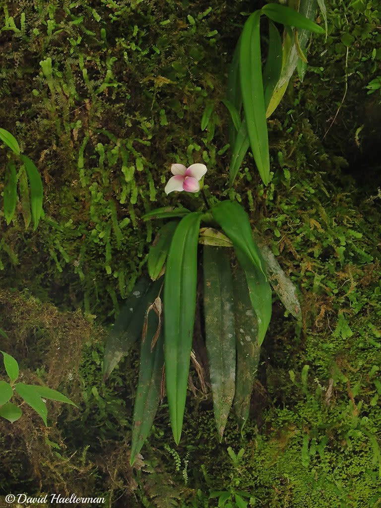 Phragmipedium anguloi