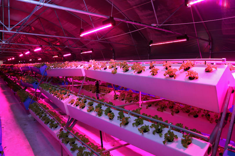 Growing crops using aeroponic technology