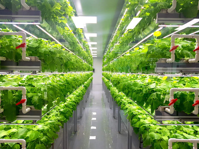 Vertical Farm