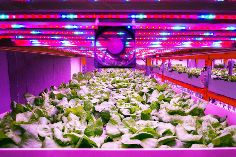 LEDs will provide the light for growing crops