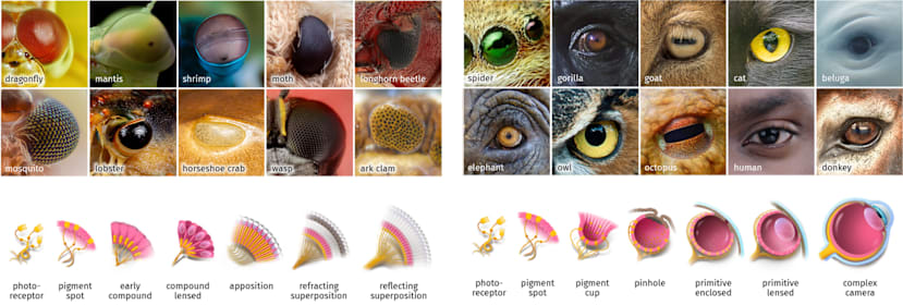 Visual Capitalist - shows how the eye have evolved