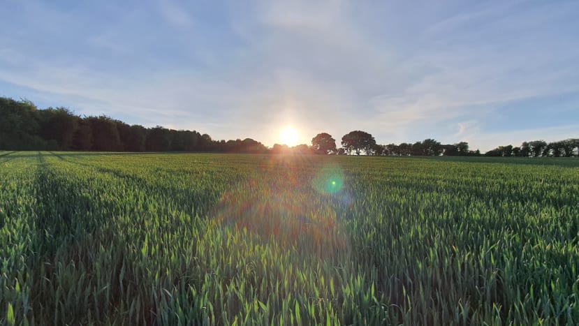 Traditional farming replaces native ecosystems with vast monocultures