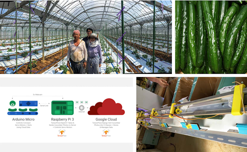 cucumber sorter using a basic Raspberry Pi computer