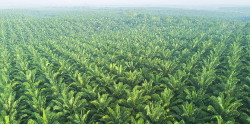 Palm oil monoculture farming