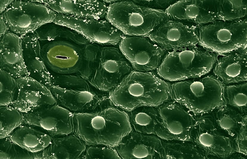 Open stomata on Phalaenopsis