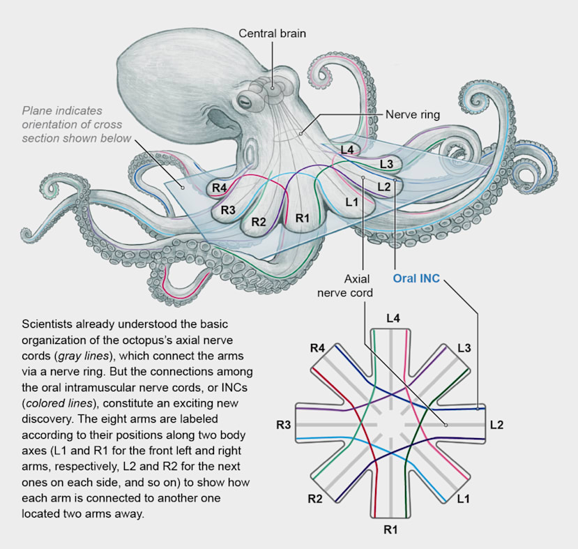 Octopus with 9 Brains