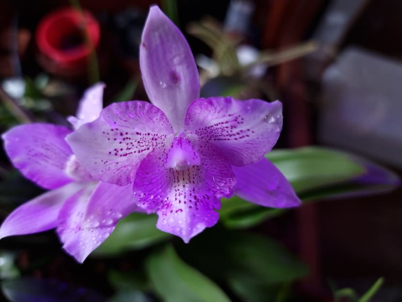 Cattleya from my collection