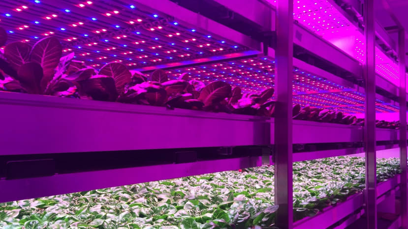 vertical farm