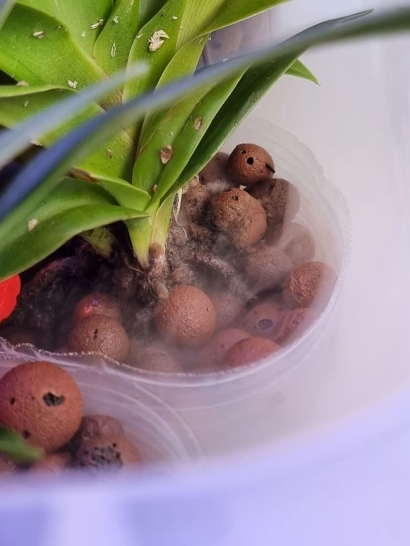 ultrasonic mist around a plant