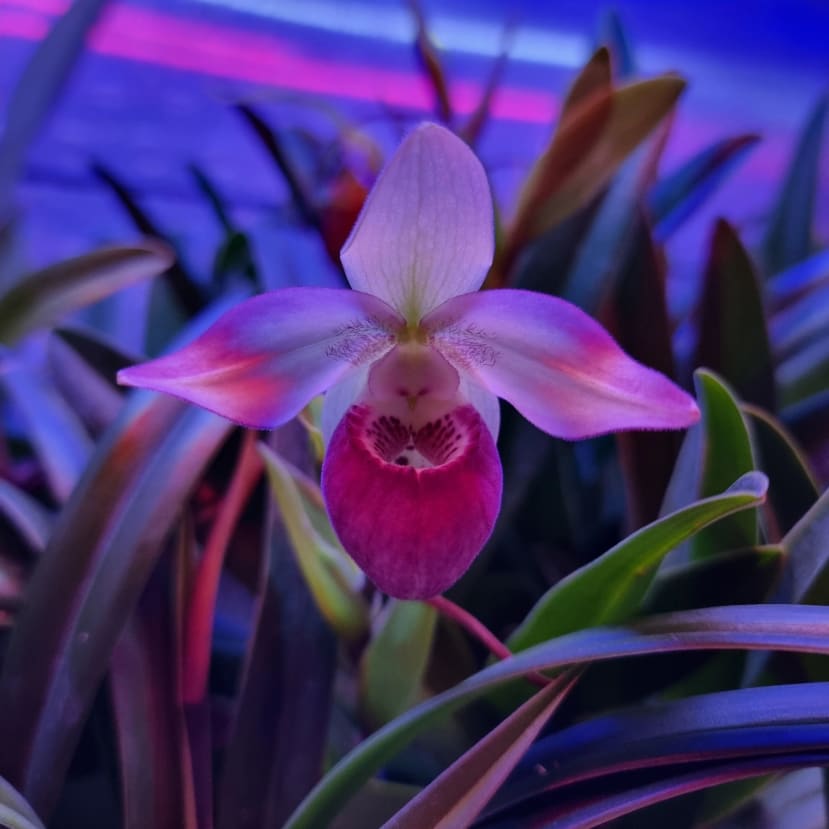 Automatic Orchidarium for south american slipper orchids | Arduino