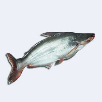 Pangas Fish (পাঙ্গাস মাছ)