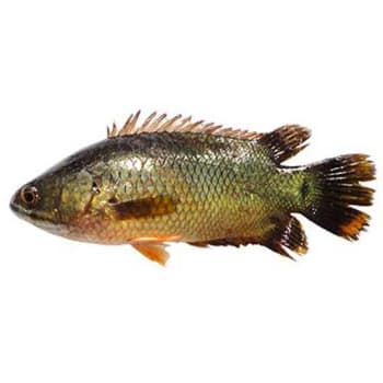 Koi Fish (কই মাছ)