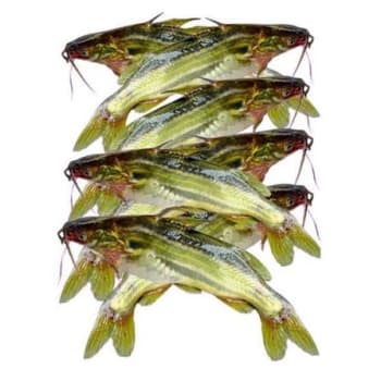 Tengra Fish (টেংরা মাছ)
