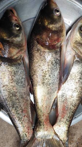 Birget Fish (বিরগেট মাছ)