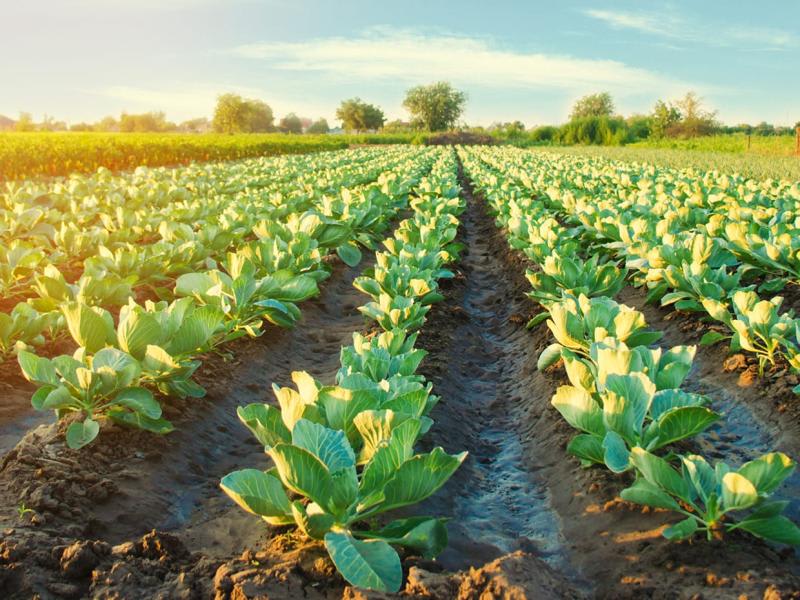 Rising land prices and the challenges of farm succession in Australia