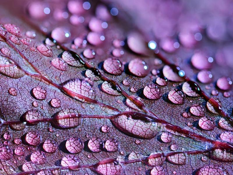 The image shows water droplets on a purple leaf, likely a variety of Coleus or Shiso due to the vibrant coloration and visible veins. 
