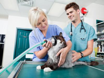 Preparing for the sale of your veterinary practice: 8 top tips