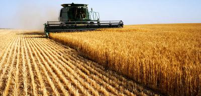 Grain Marketing - A Tax Guide for Common Grain Contracts