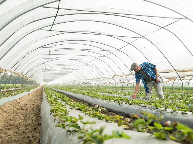 A frank economic outlook across the agribusiness supply chain from input supply to export markets.