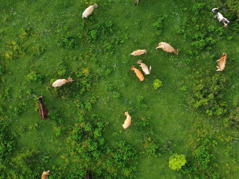 Agriculture Industries Innovation and Growth Program