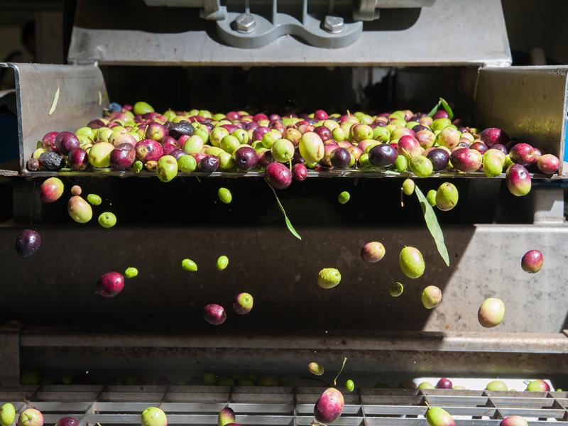 Disciplined decision-making in farming businesses