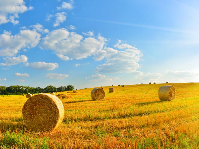 Practicalities of ESG for Agribusiness, Breweries and Wineries