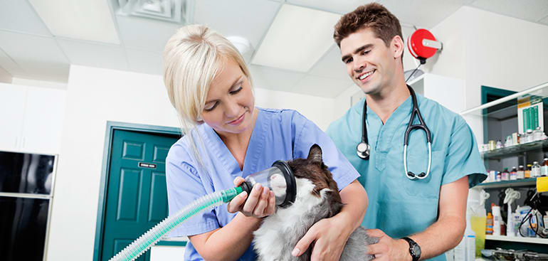 Succession planning in your vet practice
