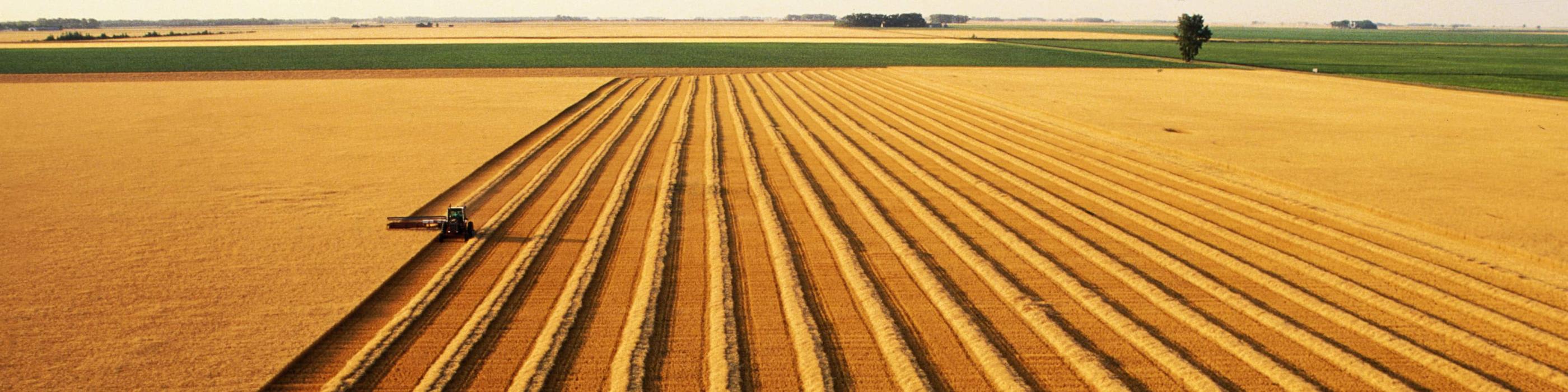 Agribusiness Insights