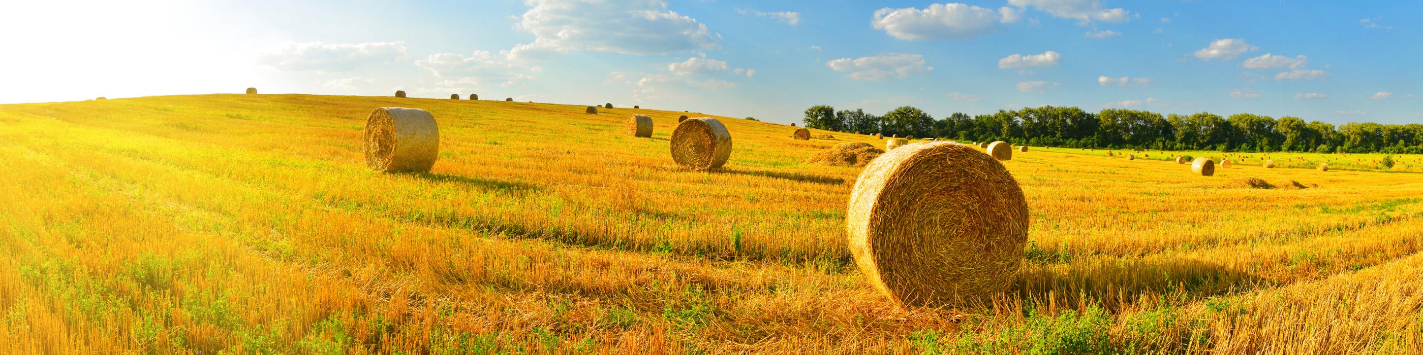 Discover how innovation in agribusiness—from IoT to smart machinery—can improve efficiency while introducing new cyber risks. Learn practical steps to protect your agribusiness.