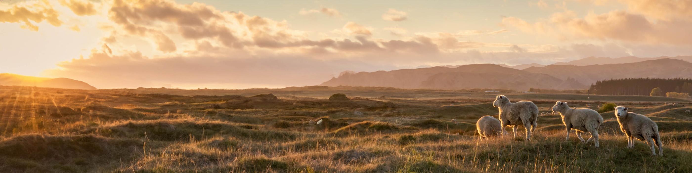 The image shows sheep grazing in a field during sunrise or sunset, with rolling hills and a forested area in the background. This scene is reminiscent of pastoral landscapes often found in agricultural regions, particularly those known for sheep farming, like parts of Australia