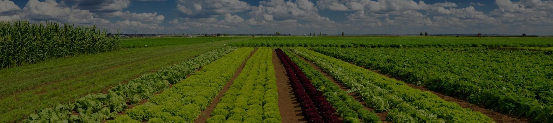 Whether your business is a “hobby farm” or one of Australia’s largest food suppliers, RSM understands the vast nature of agribusiness.