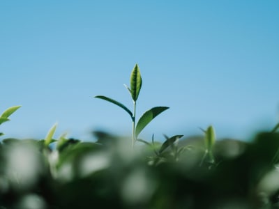 Groene banen en de werkplek van de toekomst