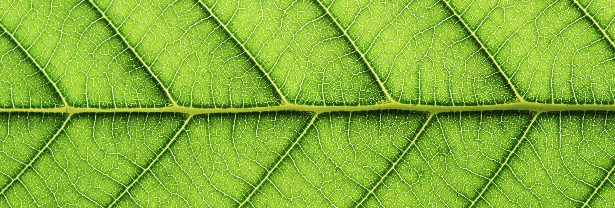 Efeito Trump e União Europeia: será o fim da agenda ESG?