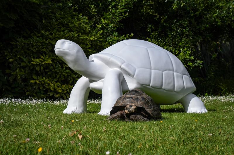 Durrell Tortoise Takeover