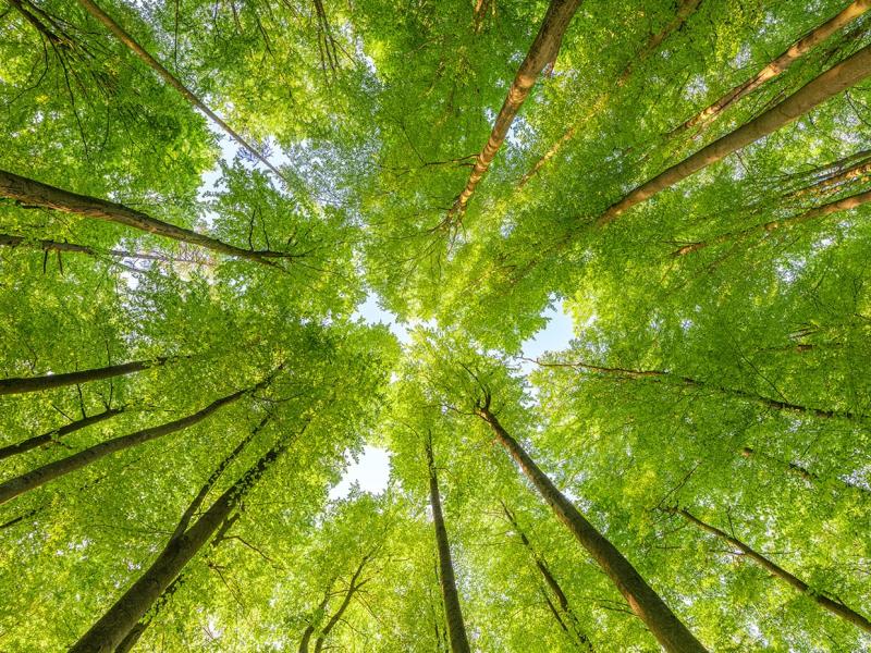 57% of Latin American companies are not ready to adopt global sustainability standards