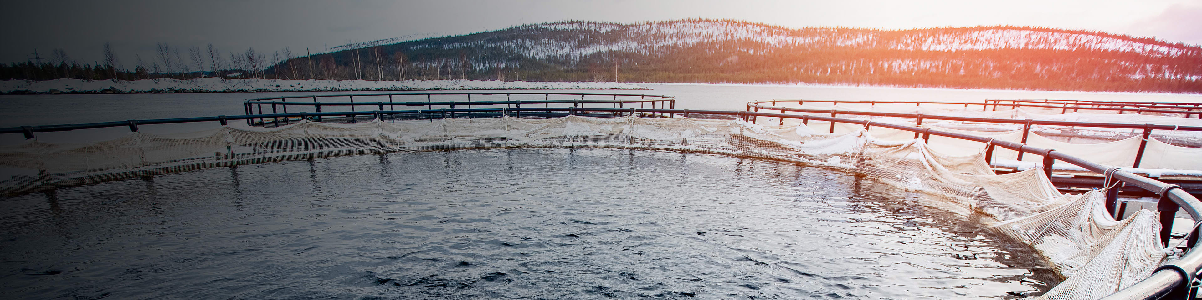 Grunnrenteskatt på havbruk 