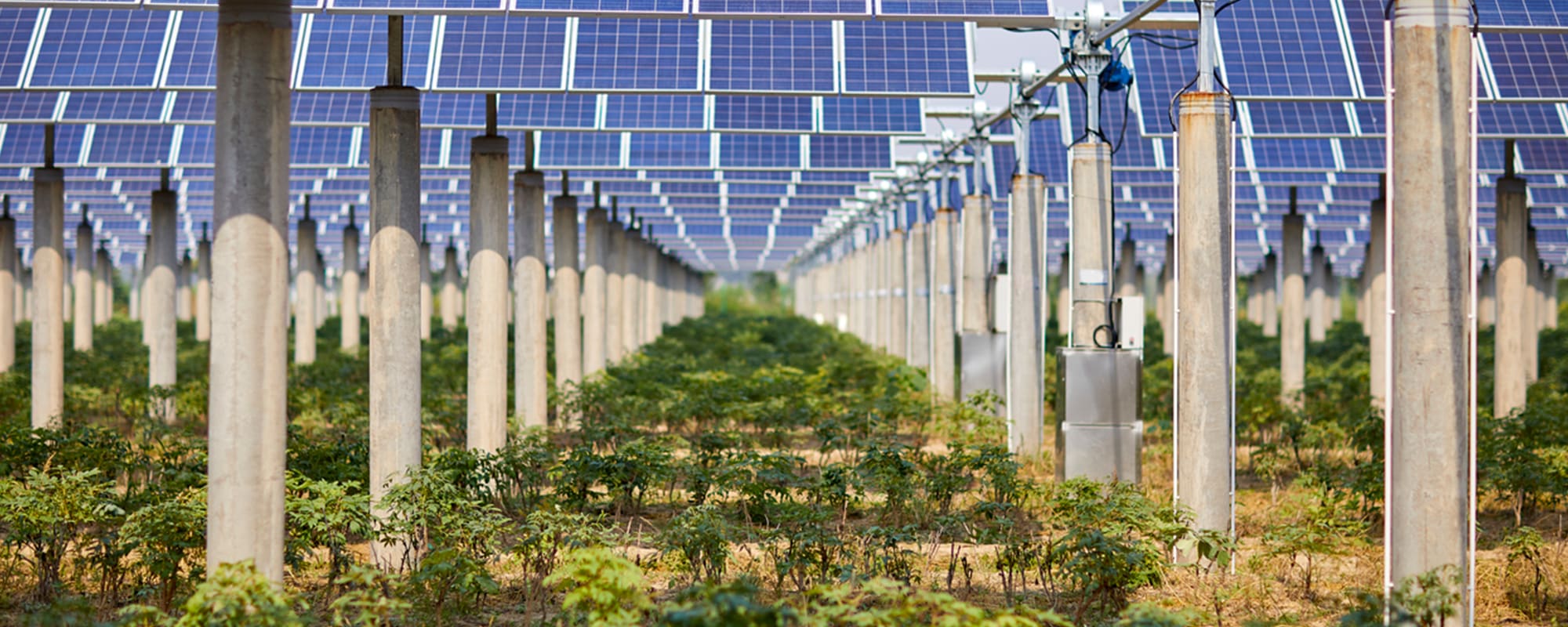 A row of solar panels in a field of plants, generating power on a sunny day.