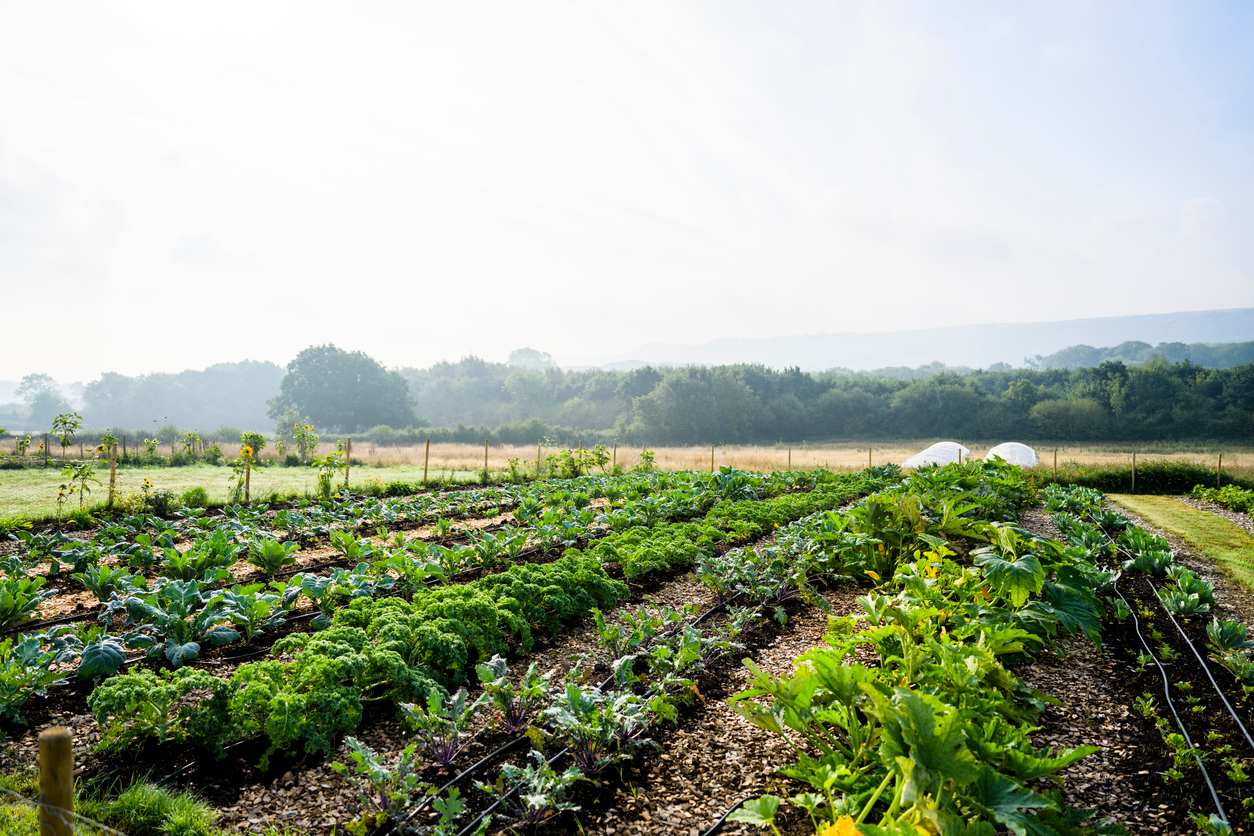 A wide shot of rural farmland on a sunny day, with automated watering systems in the background watering crops.