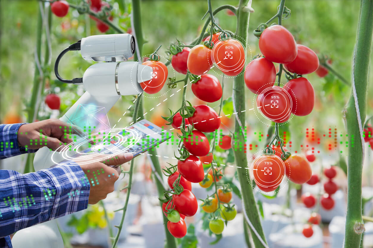 A farm worker using a tablet to monitor an AI-integrated robotic arm as it scans a tomato crop for optimal harvest time.