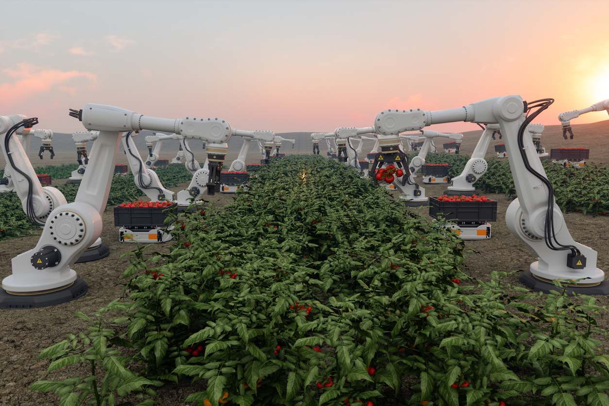 A row of robot pickers in rural farmland, picking tomatoes and placing them into plastic baskets.