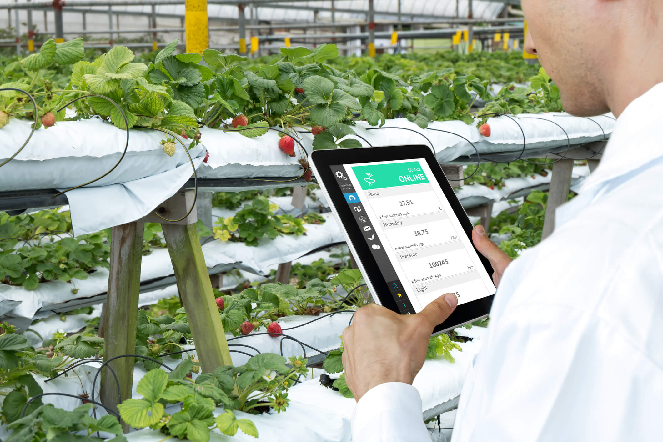 A person in a white lab coat using a digital tablet to monitor hydroponic strawberries grow, while the screen displays a live data dashboard with metrics for temperature and humidity.