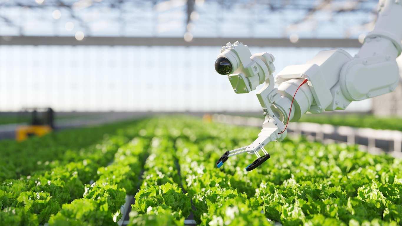 An automated harvesting and inspection system in a controlled-environment agriculture facility, showcasing precision robotics used for sustainable food production.
