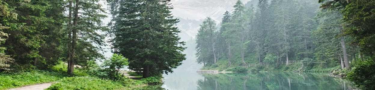 forêt de pins autour d'un lac
