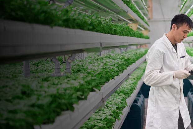 The Rise of Vertical Farming