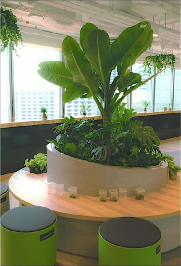 Vibrant coworking space with lush greenery and modern seating in North Bridge Road, Singapore.